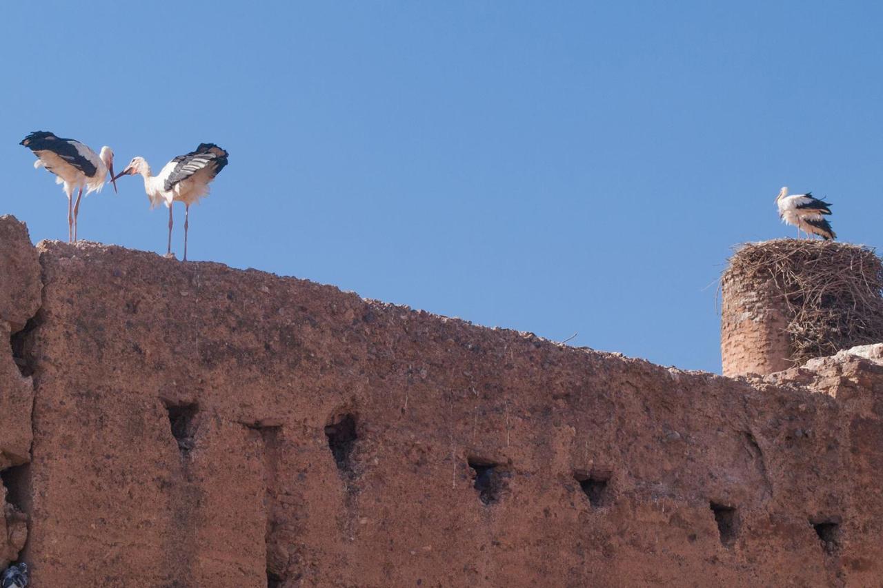 Riad Of The Storks - Exclusive Use For Up To 17 Persons マラケシュ エクステリア 写真